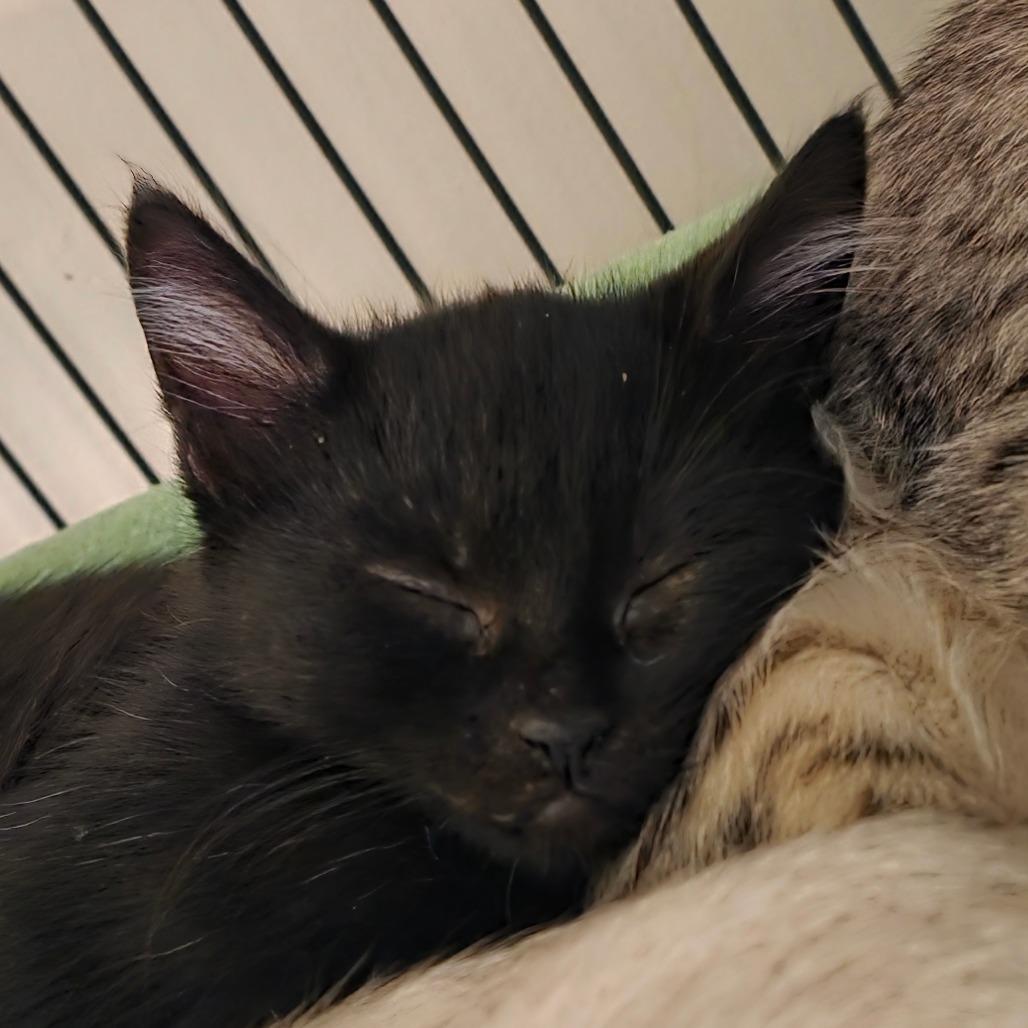 Tobias, Adoptable, Kitten Male Domestic Short Hair.