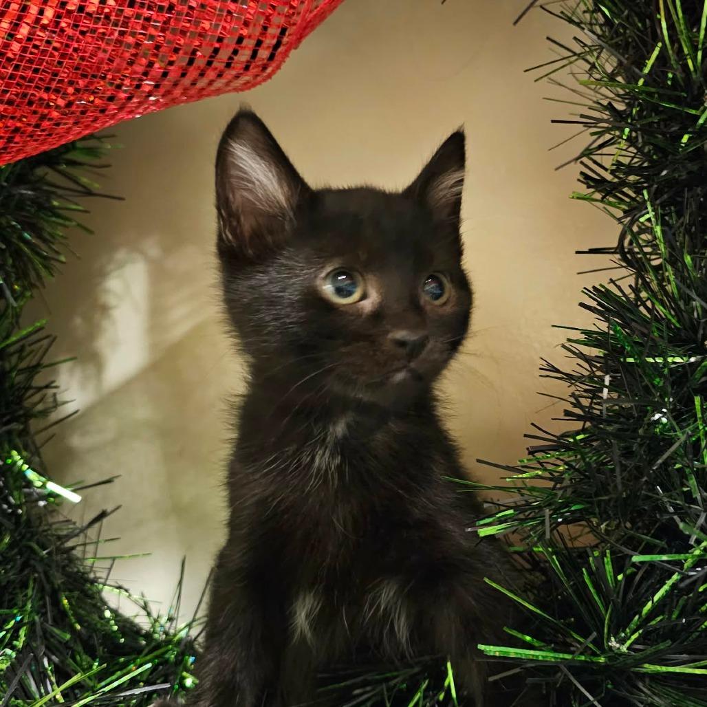 Tobias, a Adoptable Domestic Short Hair in Port Townsend, WA image 2/3
