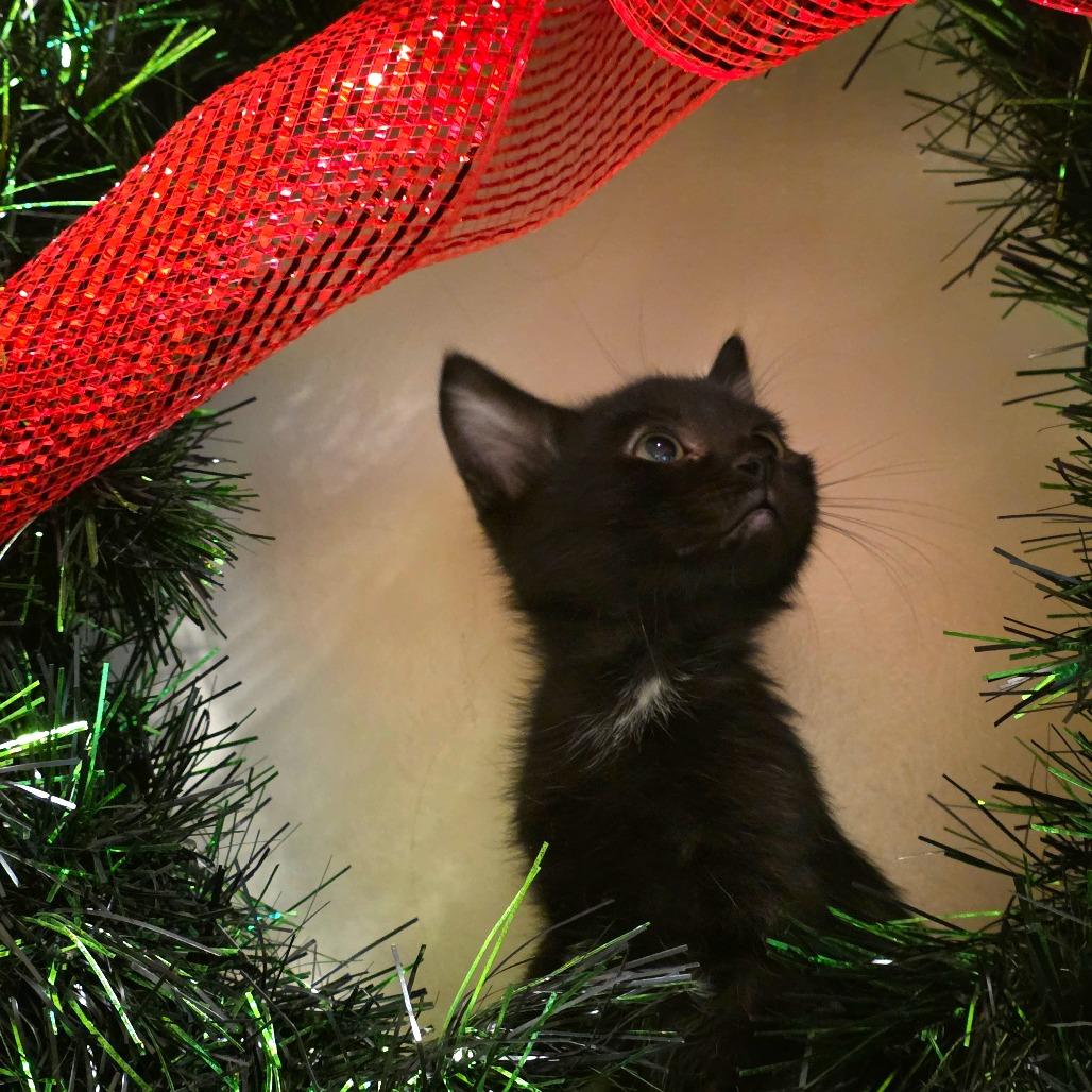Tobias, a Adoptable Domestic Short Hair in Port Townsend, WA image 3/3