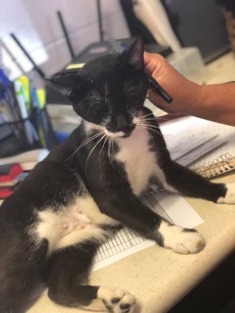 Lillian, Adopted, Senior Female Domestic Short Hair.