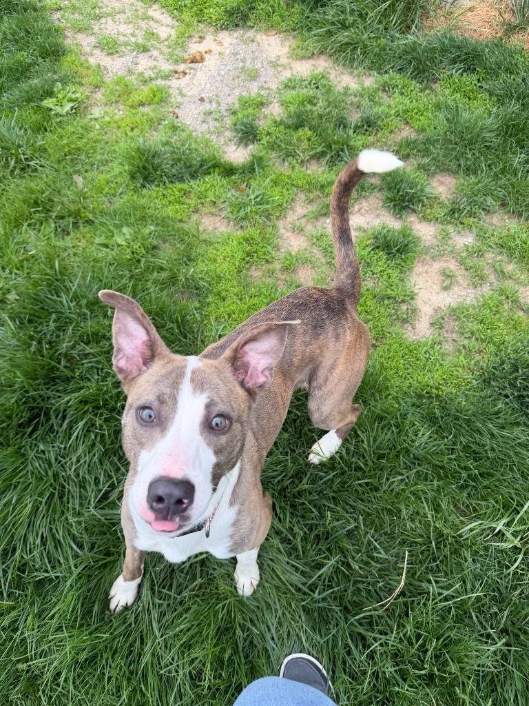 Titan, Adoptable, Puppy Female German Shepherd Dog & Pit Bull Terrier.