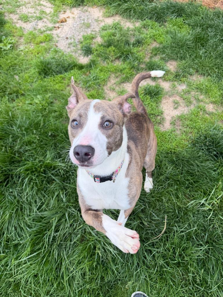 Titan, a Adoptable mixed breed in Bryan, OH image 2/4
