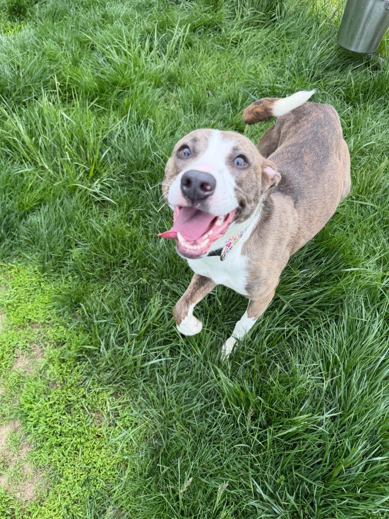 Titan, a Adoptable mixed breed in Bryan, OH image 3/4