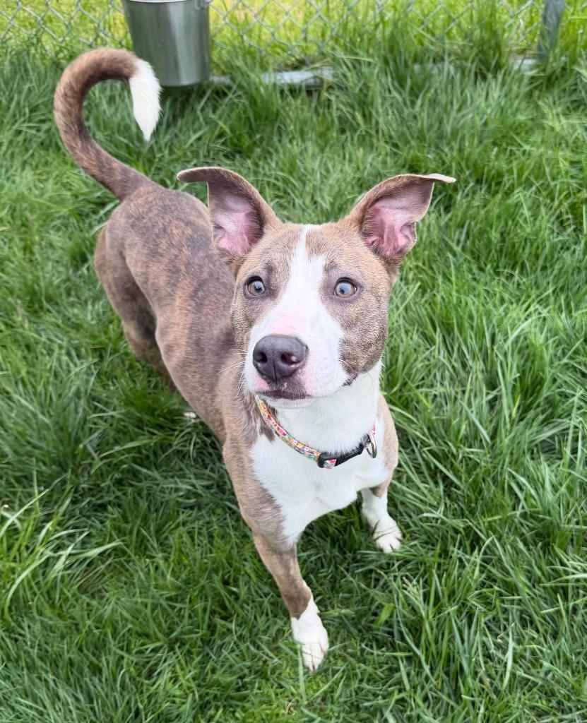 Titan, a Adoptable mixed breed in Bryan, OH image 4/4