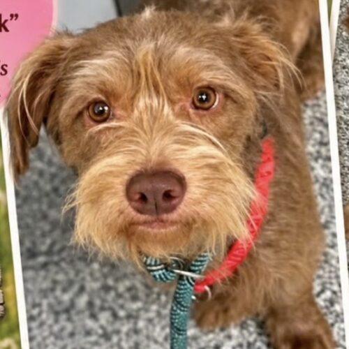Cracker Jack, Adoptable, Young Male Terrier & Mixed Breed.