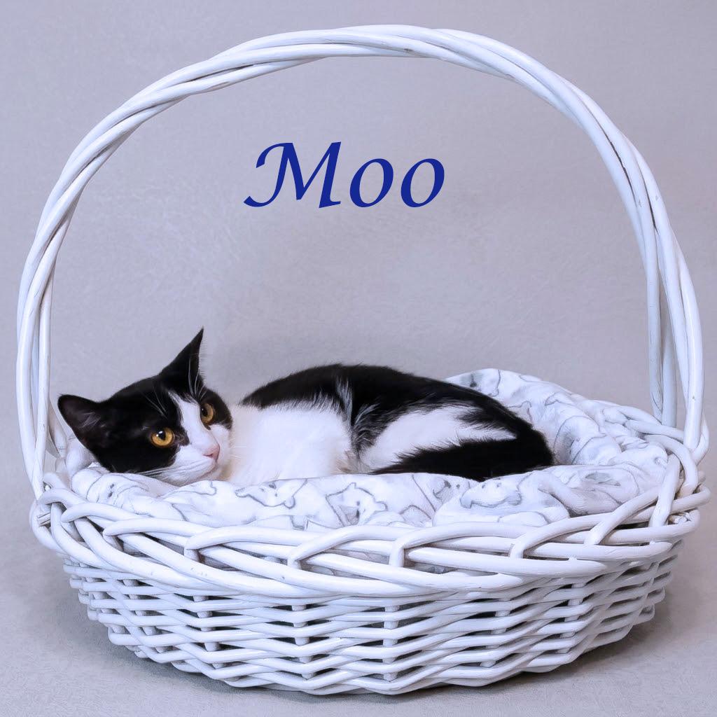 Moo C26-123, Adoptable, Adult Male Domestic Medium Hair.