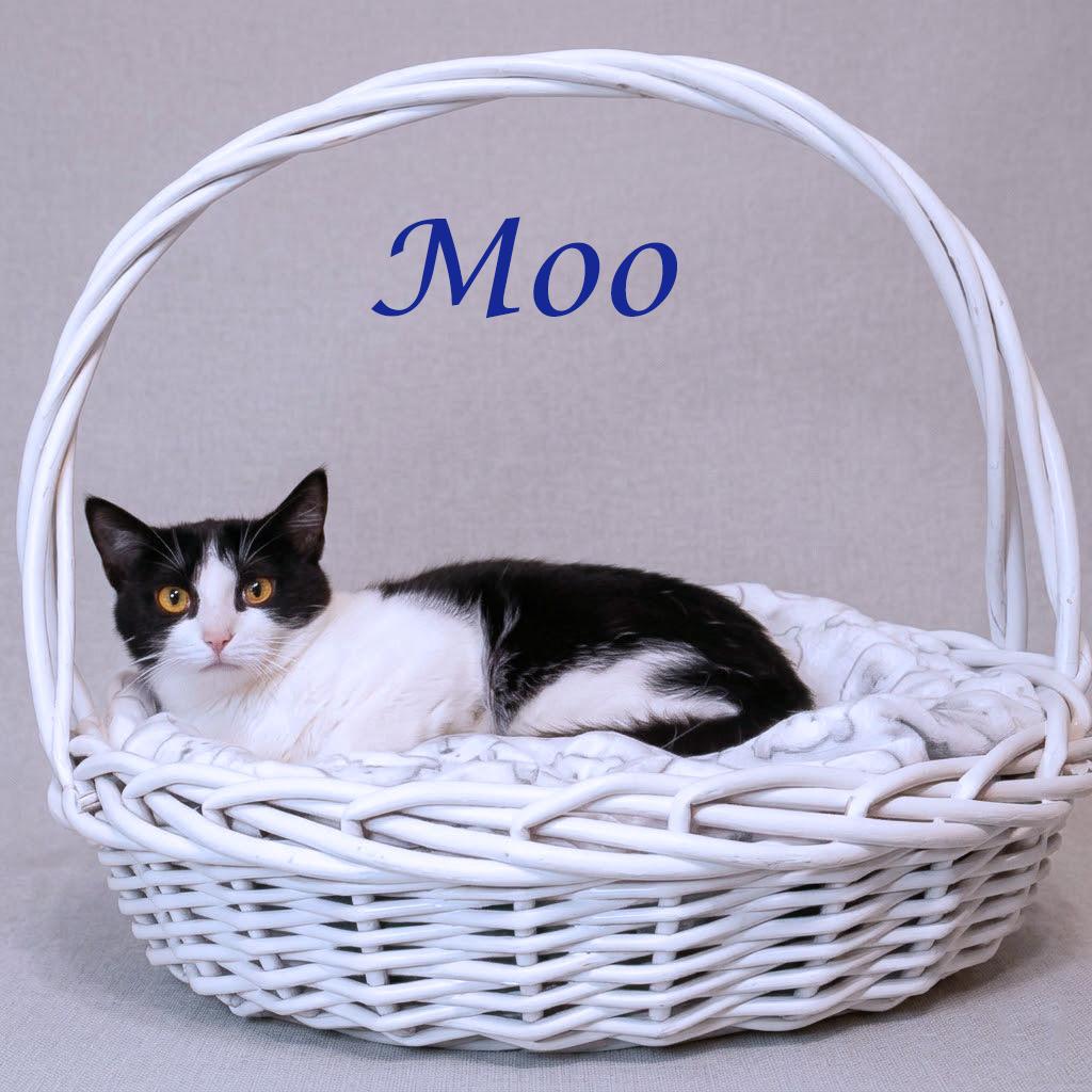 Moo C26-123, a Adoptable Domestic Medium Hair in Lebanon, TN image 2/2