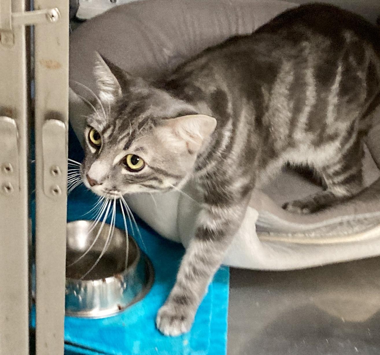 Enlarge Houdini, a Adoptable mixed breed in Camp Pendleton, CA image 6/6