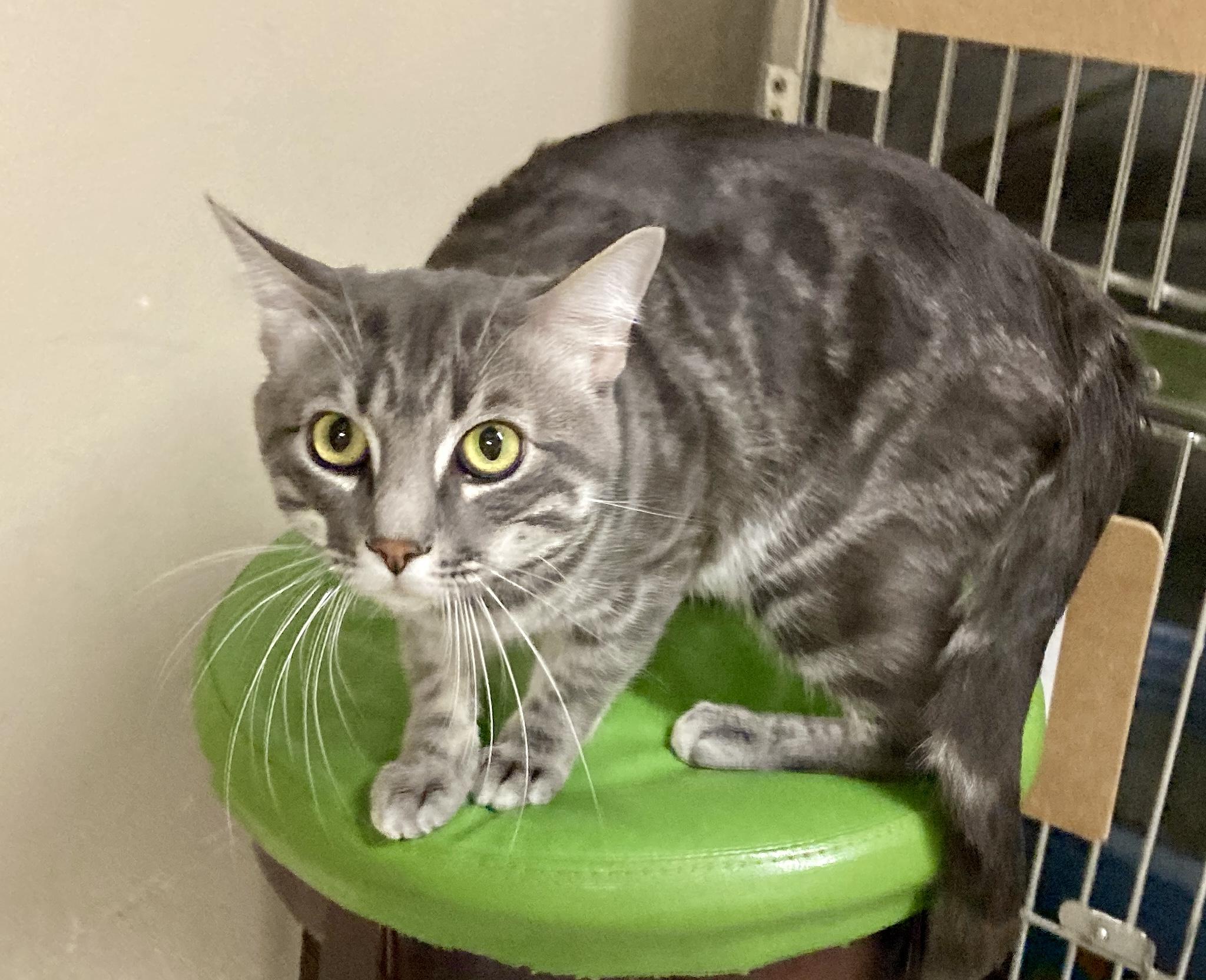 Enlarge Houdini, a Adoptable mixed breed in Camp Pendleton, CA image 2/6