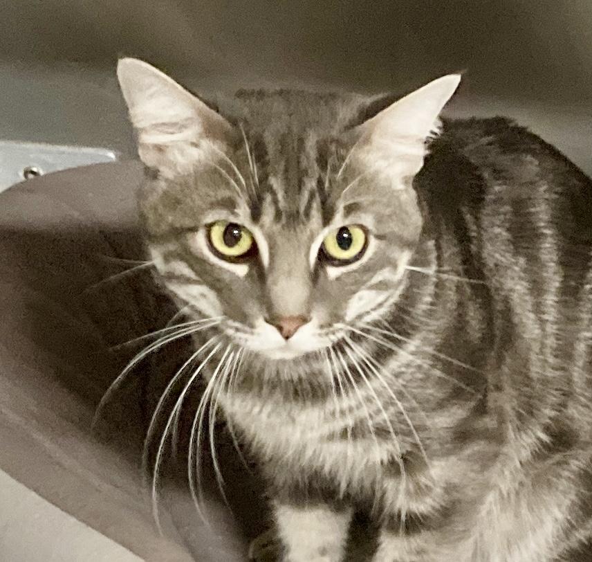 Houdini, Adoptable, Young Male Tabby & Domestic Short Hair.