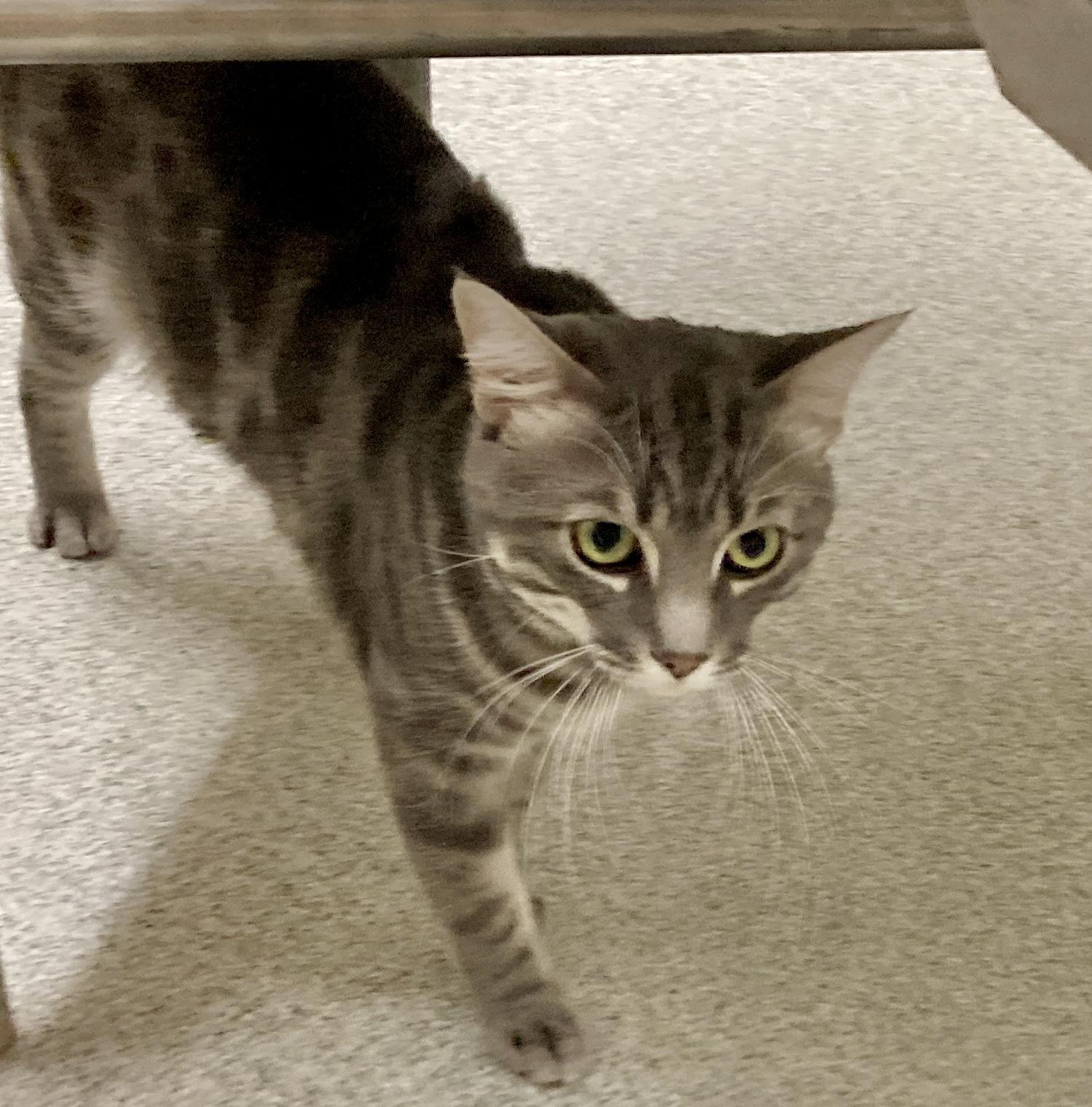 Enlarge Houdini, a Adoptable mixed breed in Camp Pendleton, CA image 4/6