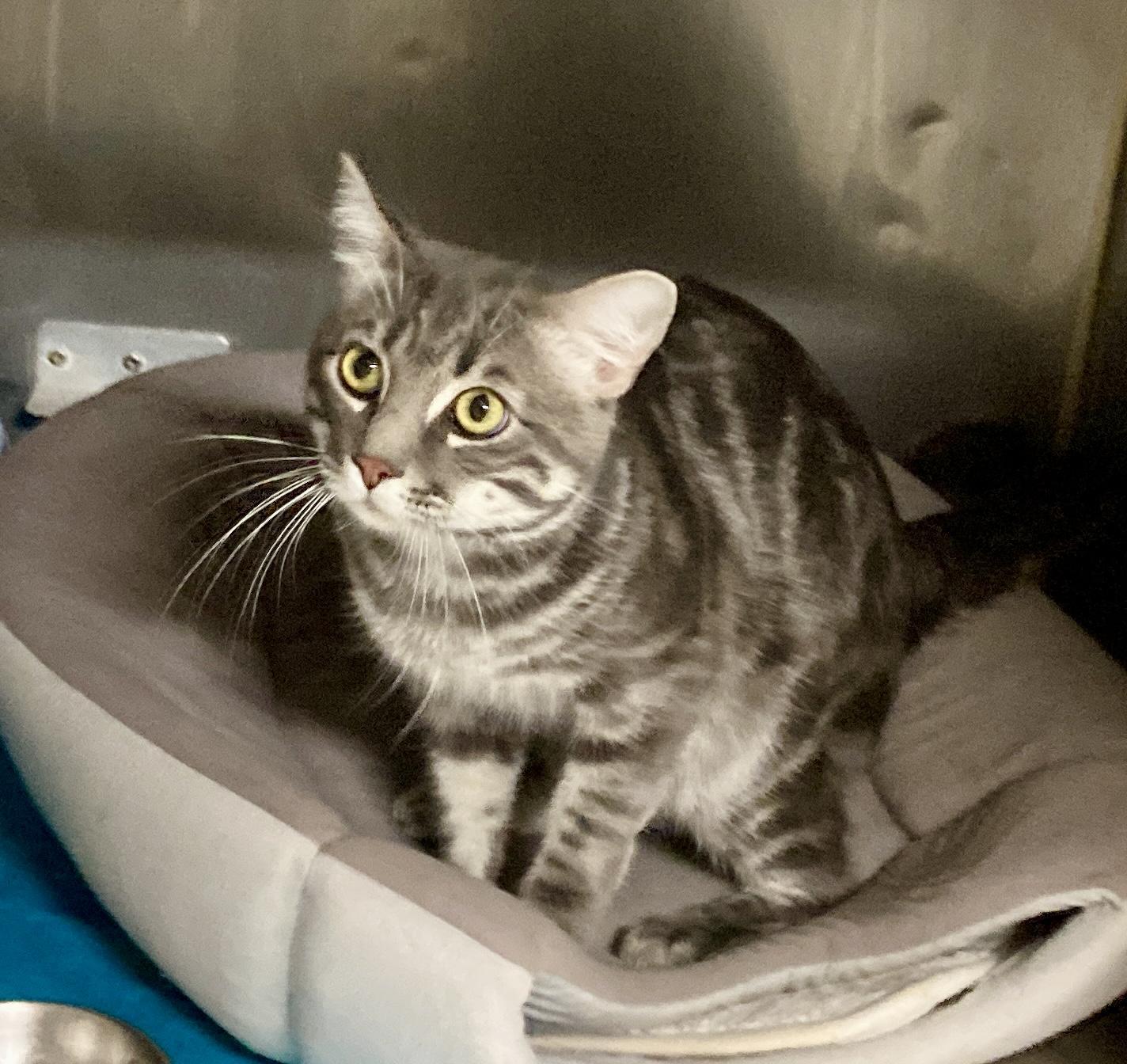 Enlarge Houdini, a Adoptable mixed breed in Camp Pendleton, CA image 5/6