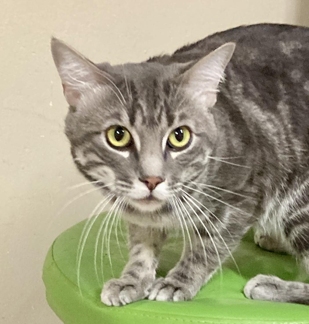 Enlarge Houdini, a Adoptable mixed breed in Camp Pendleton, CA image 3/6