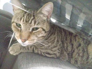 Ray, Adult Male Domestic Short Hair