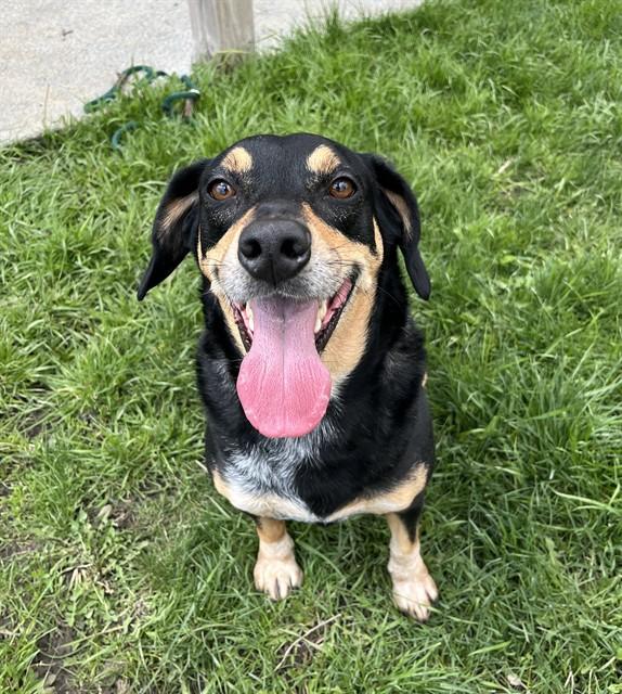 BUCK, Adoptable, Adult Male Hound & Mixed Breed.
