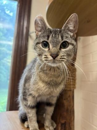 Pip, Adult Female unknown