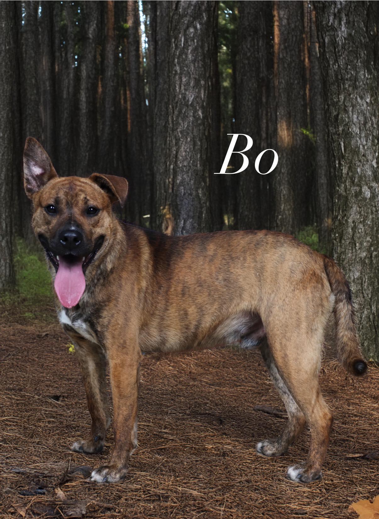 Bo, ADOPTABLE, Young Male American Staffordshire Terrier & German Shepherd Dog.