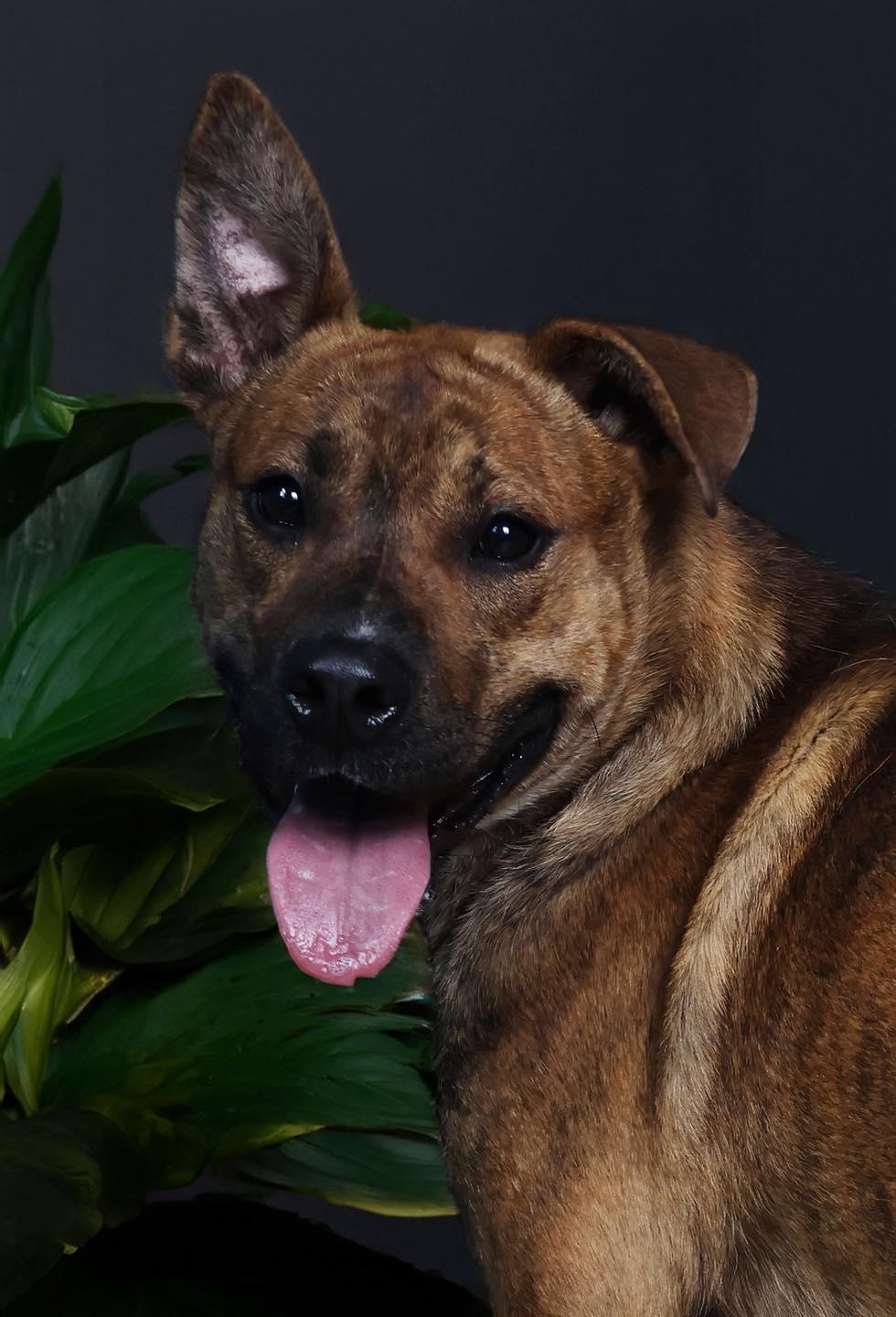 Enlarge Bo, a ADOPTABLE mixed breed in Shelbyville, IN image 2/2