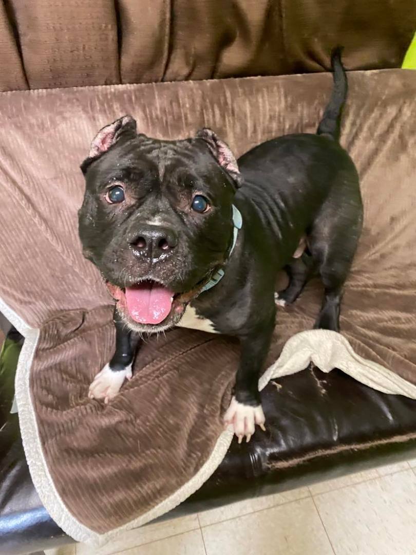 Chanel aka 'Big Momma', Adoptable, Senior Female American Bully.