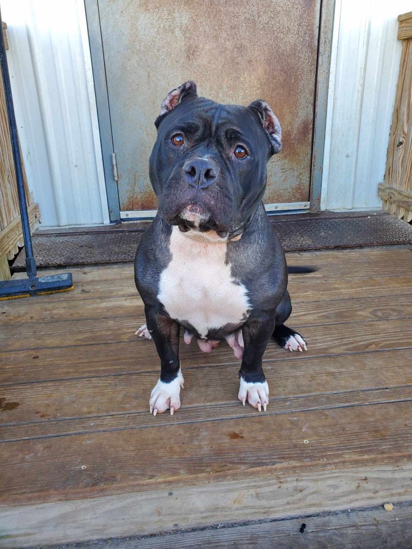 Enlarge Chanel aka 'Big Momma', a Adoptable American Bully in La Salle, IL image 2/5