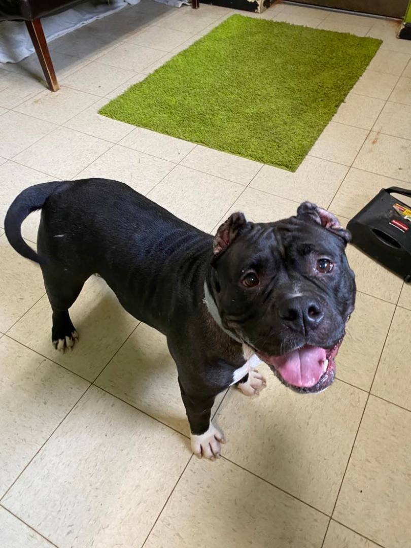 Enlarge Chanel aka 'Big Momma', a Adoptable American Bully in La Salle, IL image 3/5