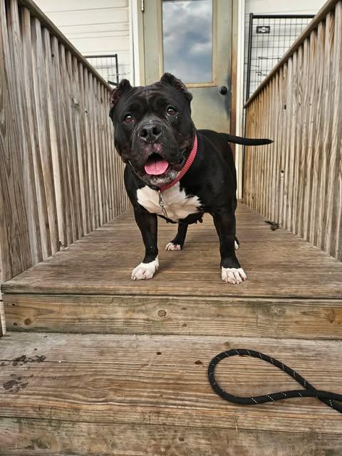 Enlarge Chanel aka 'Big Momma', a Adoptable American Bully in La Salle, IL image 6/6