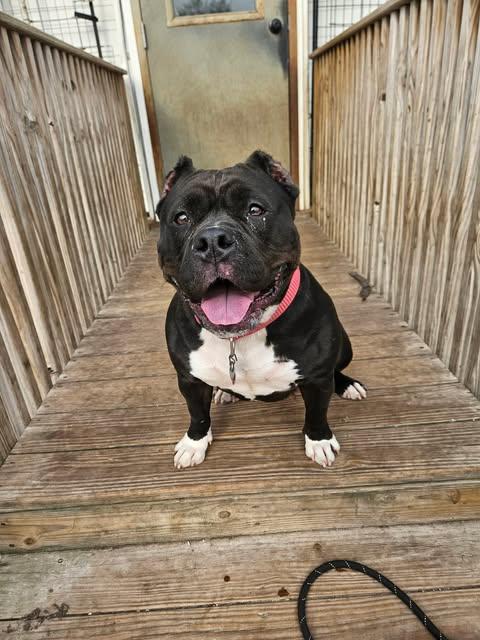 Enlarge Chanel aka 'Big Momma', a Adoptable American Bully in La Salle, IL image 1/6