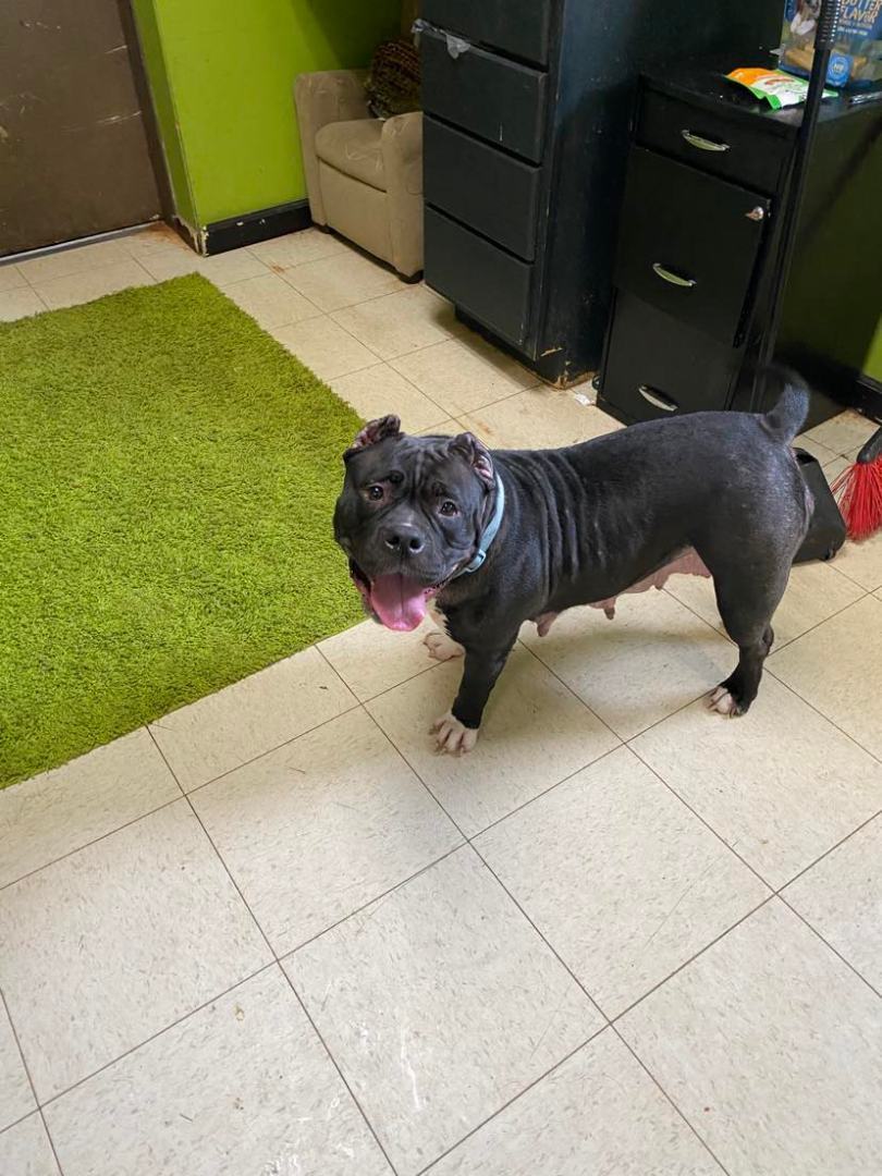 Enlarge Chanel aka 'Big Momma', a Adoptable American Bully in La Salle, IL image 4/5