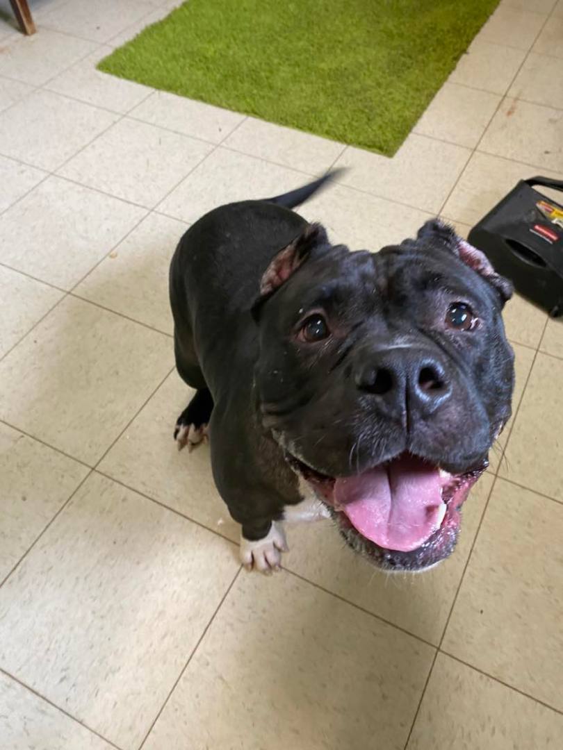 Enlarge Chanel aka 'Big Momma', a Adoptable American Bully in La Salle, IL image 5/5