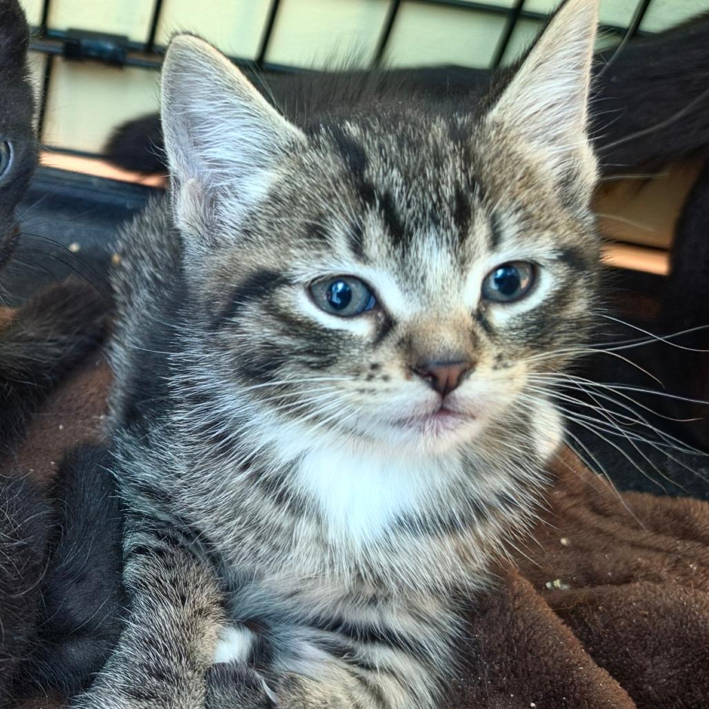 Kobe, Adoptable, Kitten Male Domestic Short Hair.