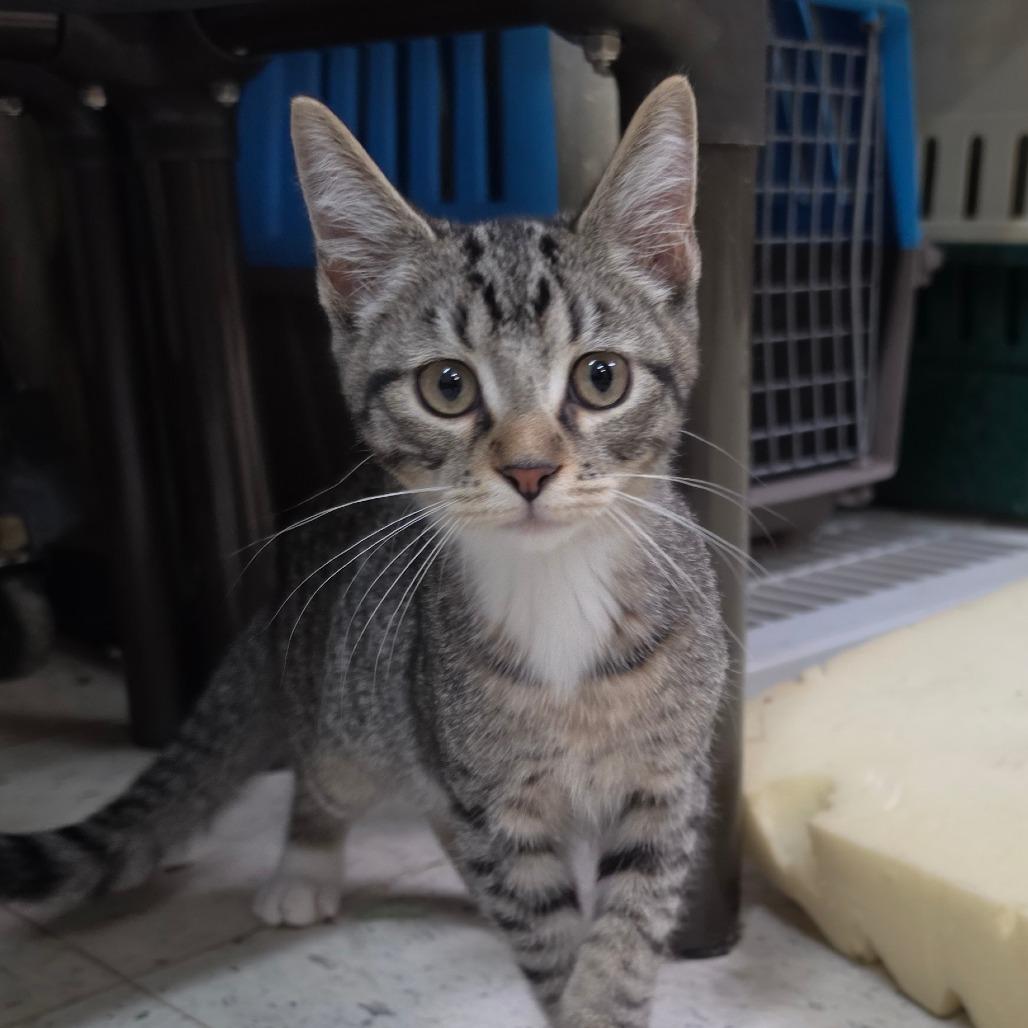 Enlarge Kobe, a Adoptable Domestic Short Hair in Melrose, FL image 2/3