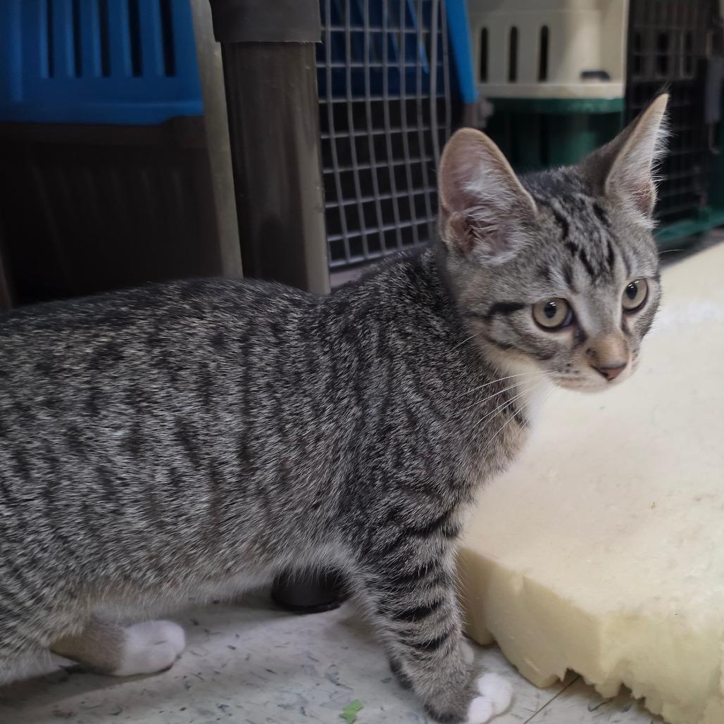 Enlarge Kobe, a Adoptable Domestic Short Hair in Melrose, FL image 3/3
