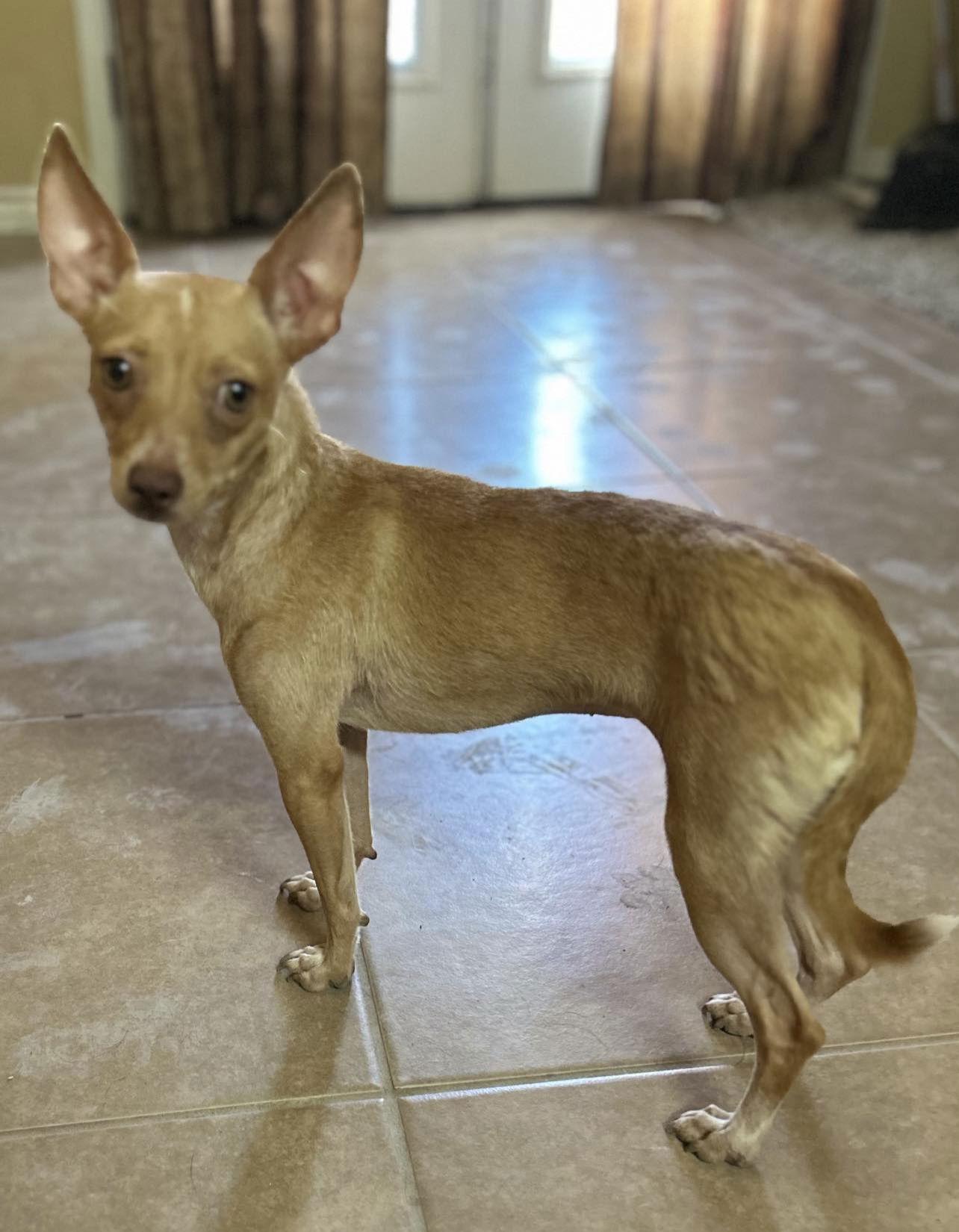 Enlarge Alondra, a Adoptable Chihuahua in Morganville, NJ image 1/1