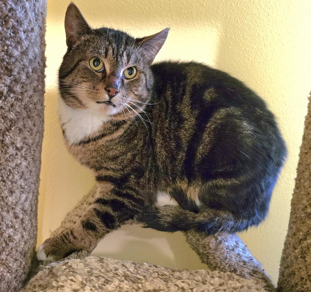 Handsome Boy, Adoptable, Adult Male Domestic Short Hair.