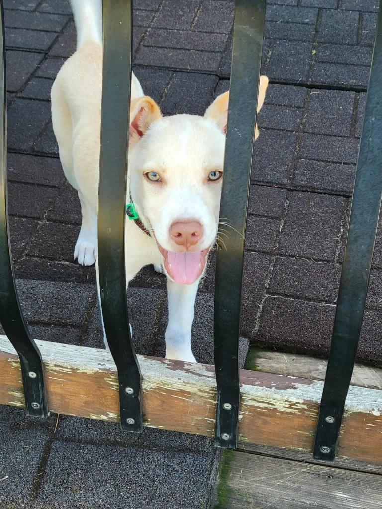 Bucky, a Adoptable mixed breed in Urbandale, IA image 1/3