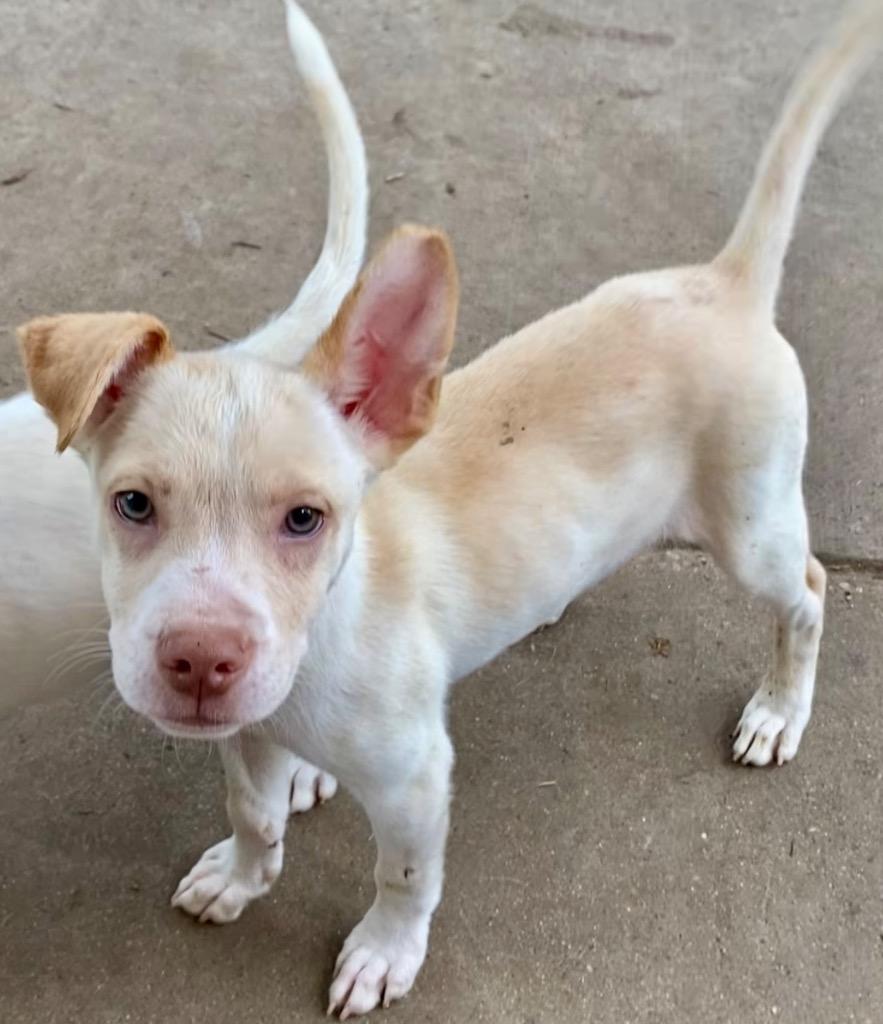 Bucky, a Adoptable mixed breed in Urbandale, IA image 2/3