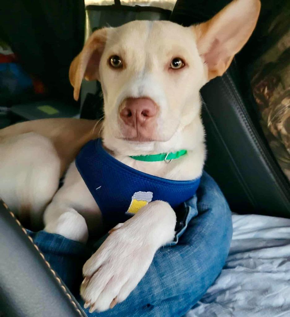 Bucky, a Adoptable mixed breed in Urbandale, IA image 3/3