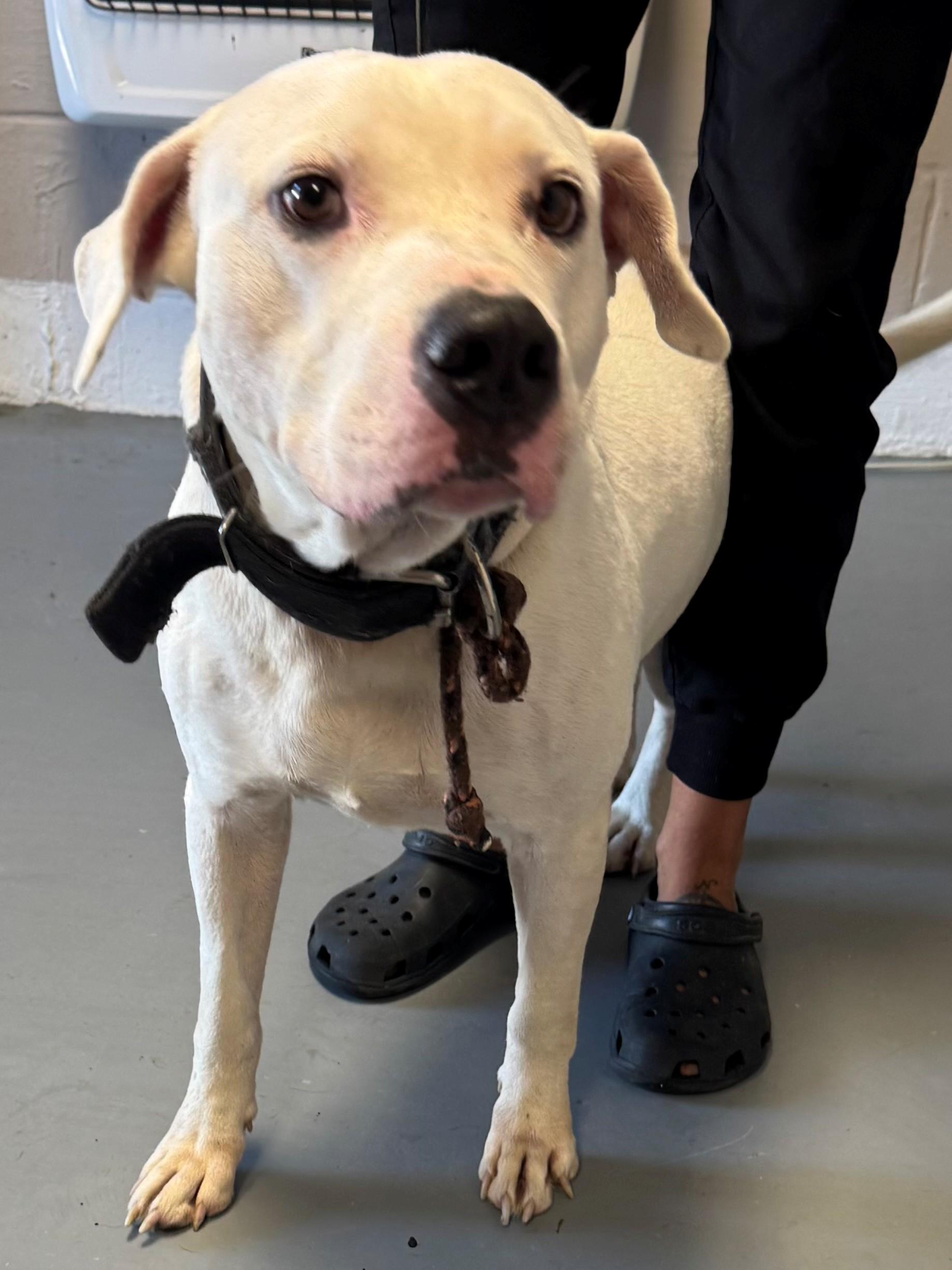 Chives, Adoptable, Adult Male Pit Bull Terrier.