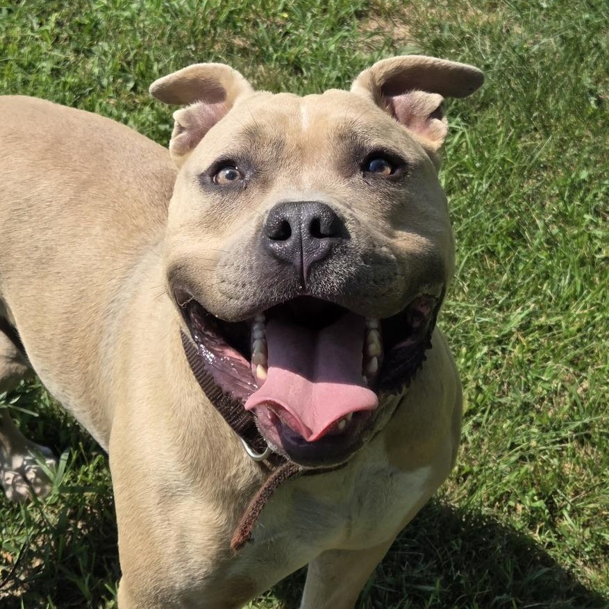 Enlarge Bowser, a ADOPTABLE mixed breed in Park Rapids, MN image 2/3