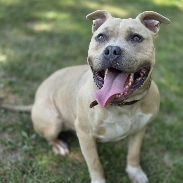 Enlarge Bowser, a ADOPTABLE mixed breed in Park Rapids, MN image 3/3