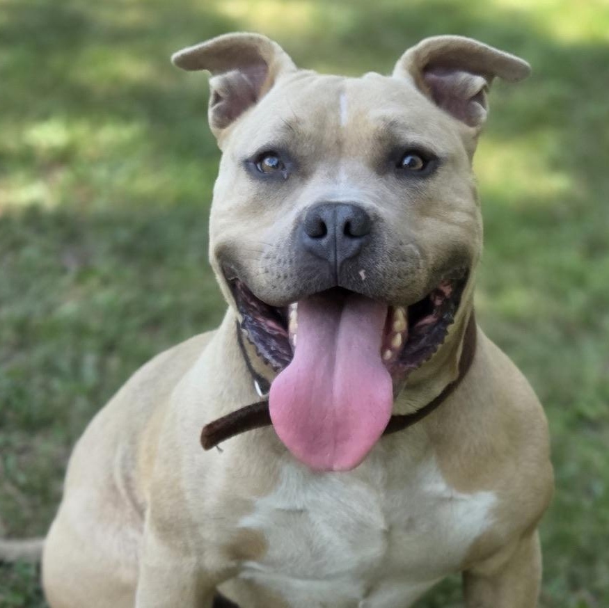 Bowser, ADOPTABLE, Adult Male American Bully.
