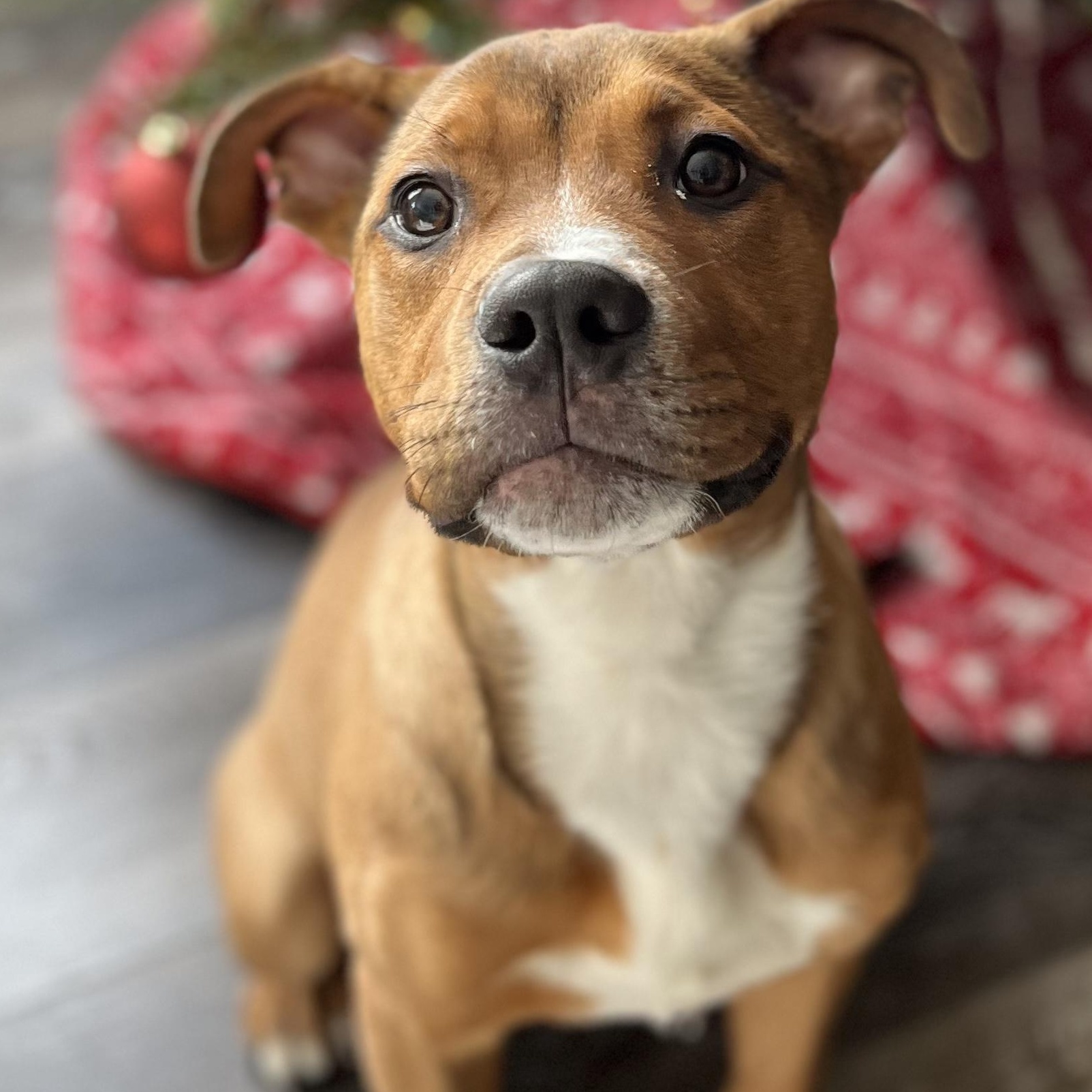 Enlarge Hammy, a ADOPTABLE mixed breed in Sherman, IL image 1/2