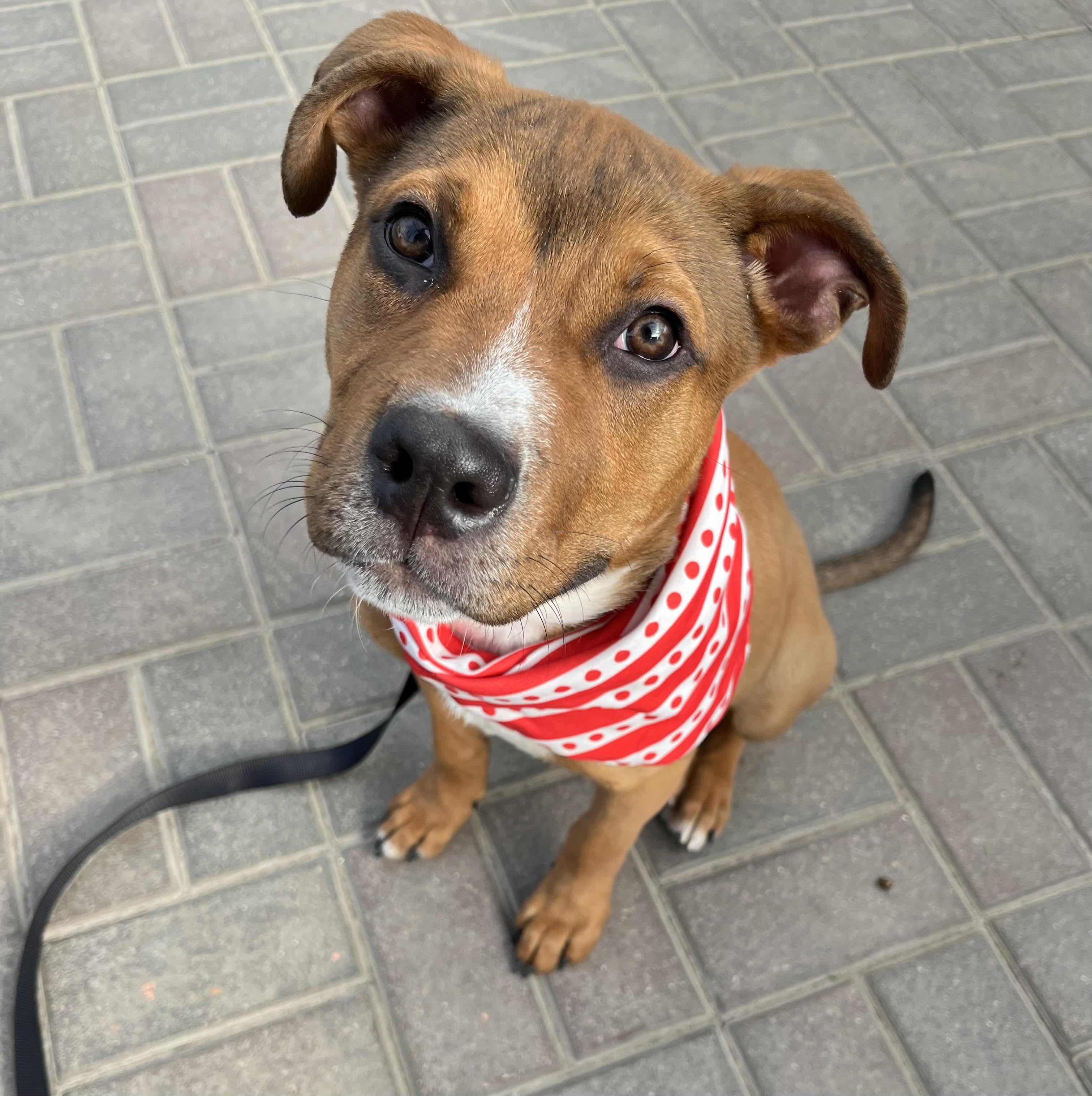 Enlarge Hammy, a ADOPTABLE mixed breed in Sherman, IL image 2/2