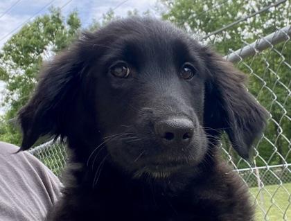 Salley, a ADOPTABLE Shepherd in Glasgow, KY image 1/2
