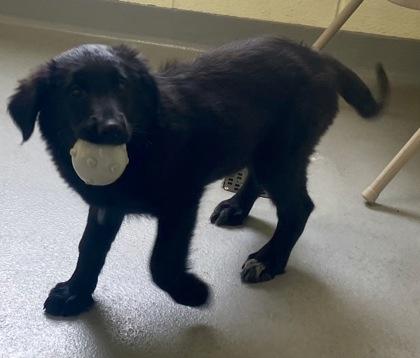 Salley, a ADOPTABLE Shepherd in Glasgow, KY image 2/2