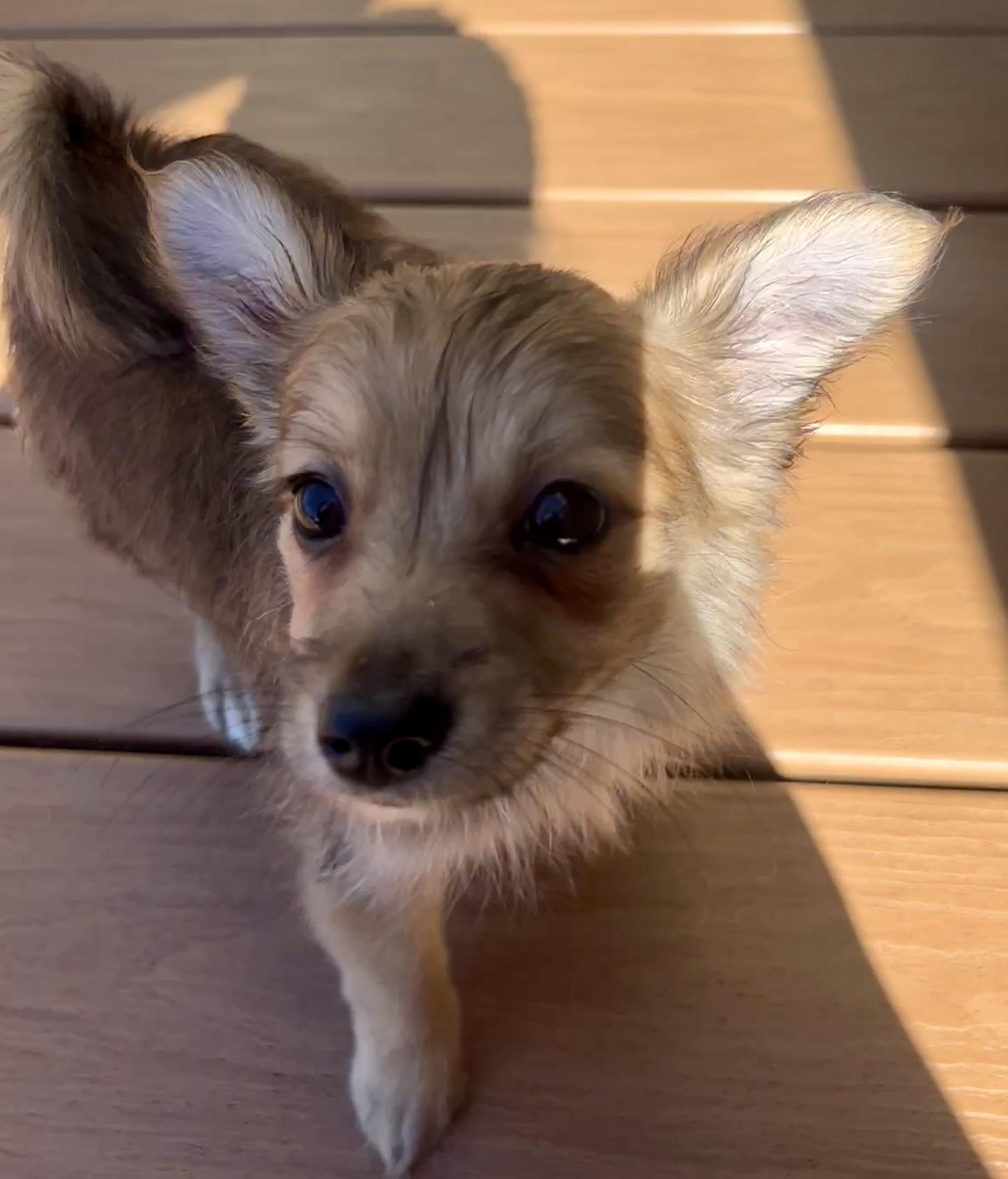 Enlarge Boba, a Adoptable mixed breed in San Francisco, CA image 6/6