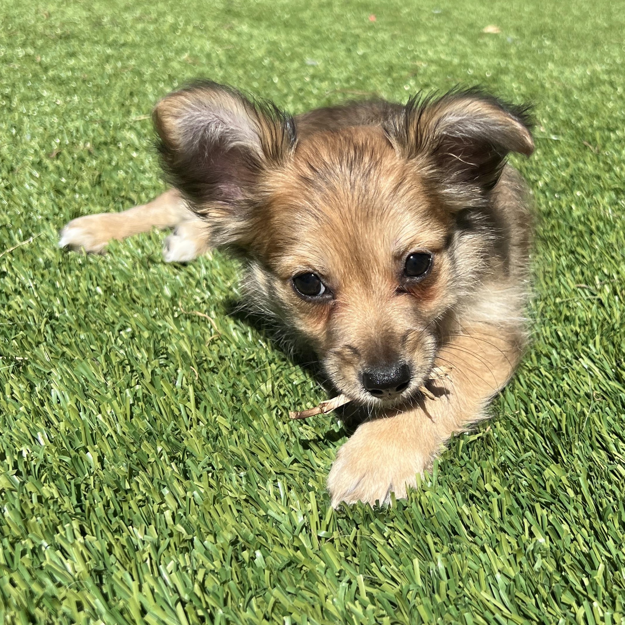 Enlarge Boba, a Adoptable mixed breed in San Francisco, CA image 2/6
