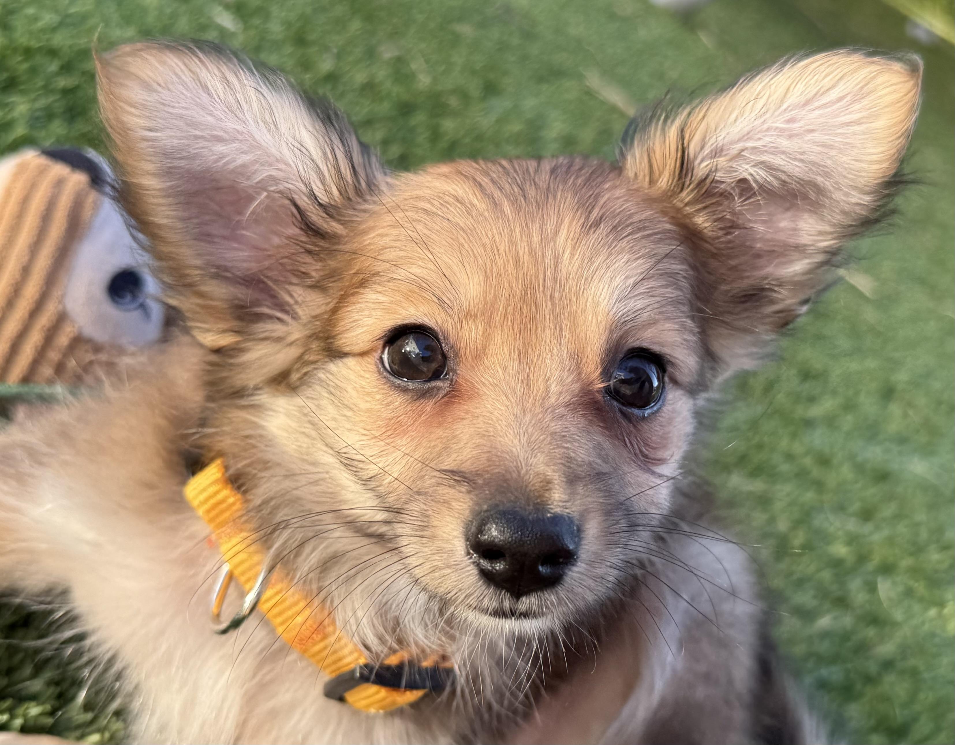 Enlarge Boba, a Adoptable mixed breed in San Francisco, CA image 1/6