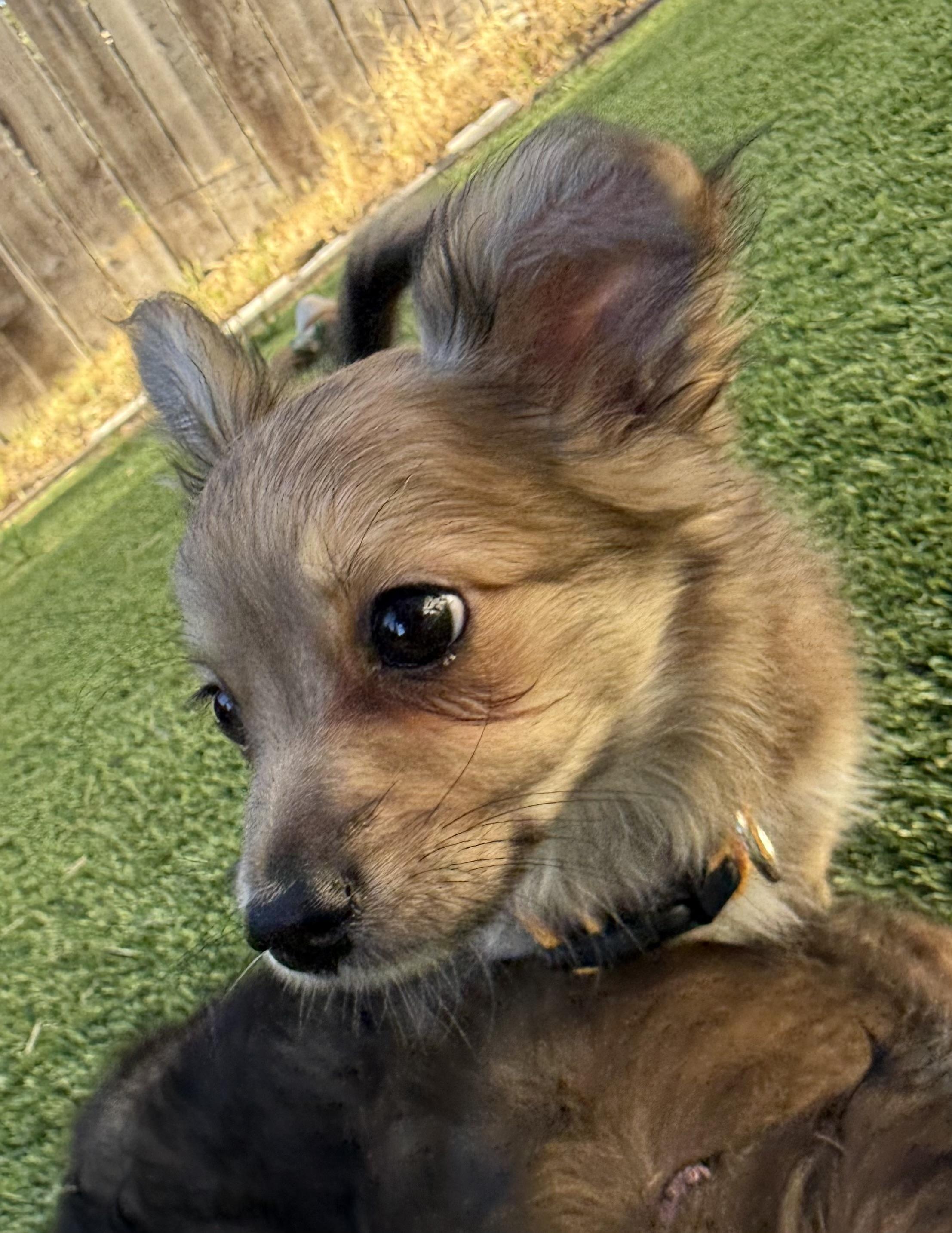 Enlarge Boba, a Adoptable mixed breed in San Francisco, CA image 4/6