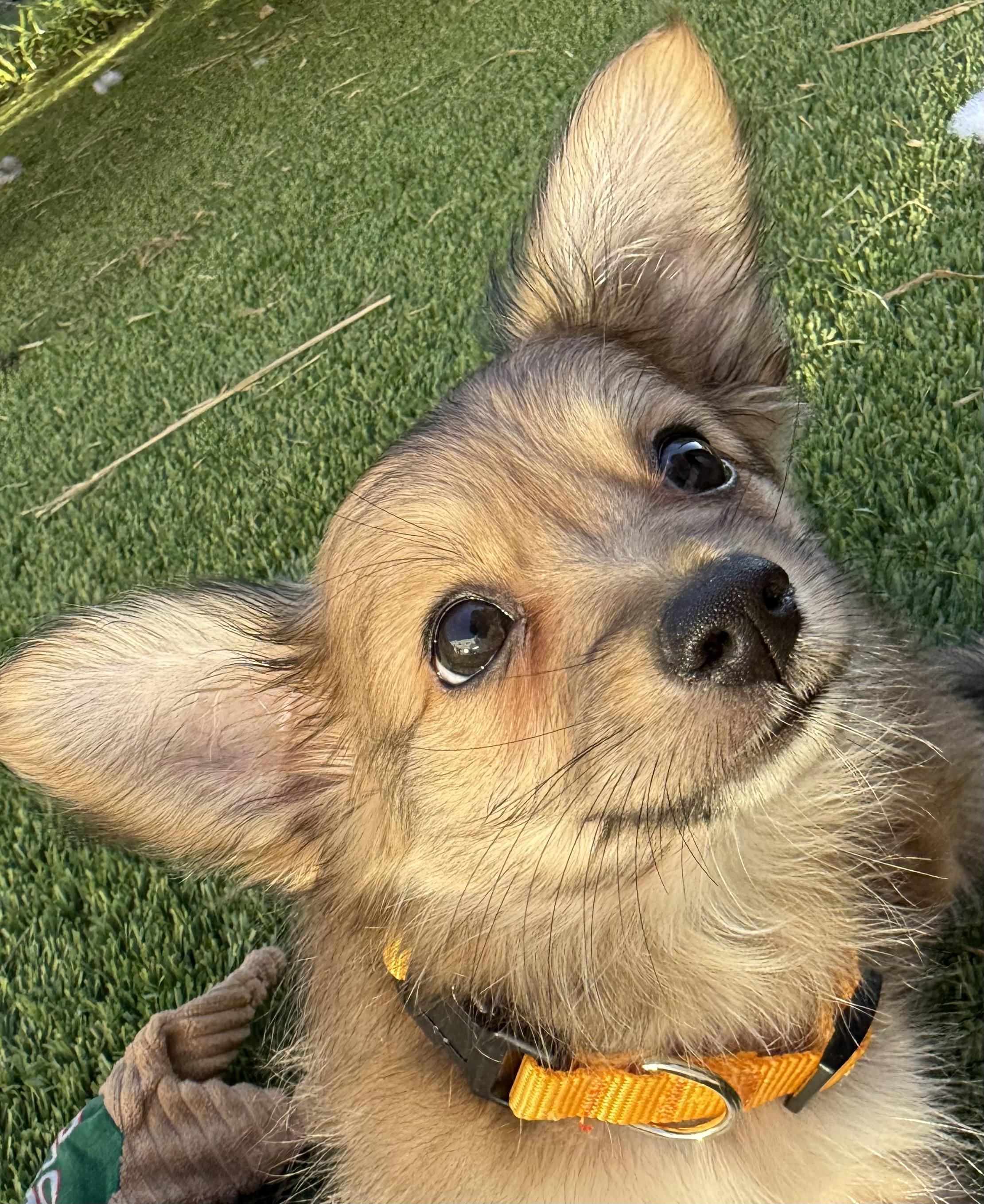 Enlarge Boba, a Adoptable mixed breed in San Francisco, CA image 3/6